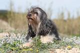 PETIT CHIEN LION 080